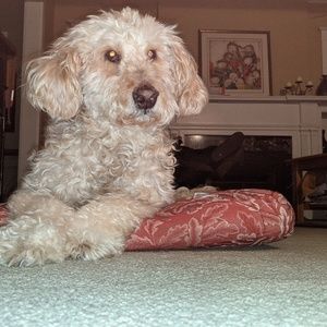 Meet your Posher, Abigail